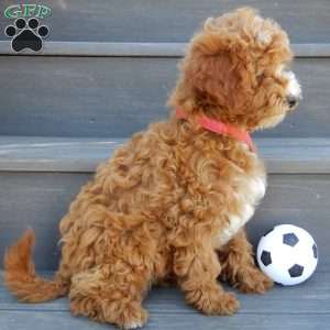Lenny, Mini Goldendoodle Puppy